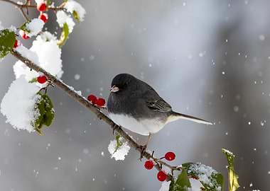 Junco Bird on Snowy Berry Branch