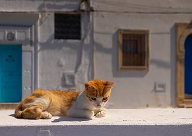 Ginger and White Cat Lounging Outdoors, Tunisia