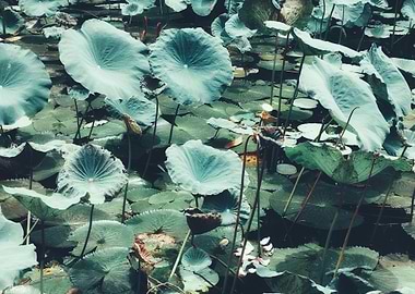 Lotus Pond with Lily Pads
