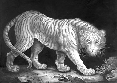 A Prowling Tiger Illustration