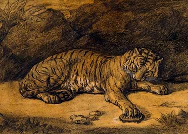 Sleeping Tiger Illustration