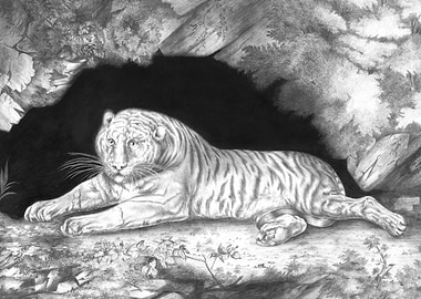 Tiger Lying a Cave Illustration