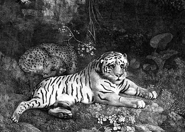 Tiger and Sleeping Leopard Illustration
