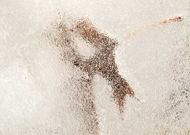 Frozen Leaf Encased in Ice