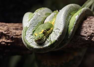 Green Tree Python Coiled on Branch