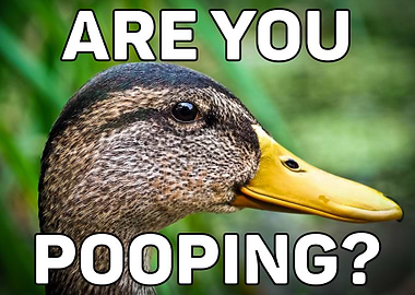 Are You Pooping Duck Art