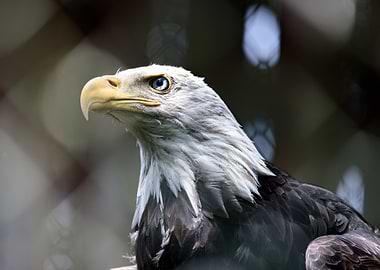 Bald Eagle Portrait