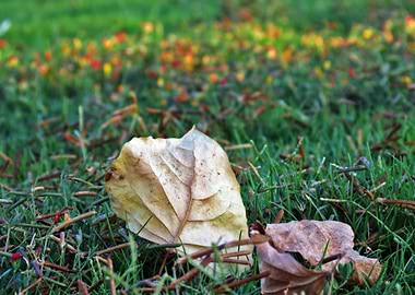 Fallen Leaves on Green Grass