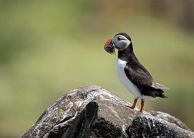 Puffin with Fish on Rocky Outcrop