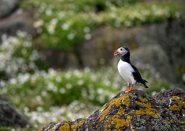 Puffin with Fish on Rocky Outcrop