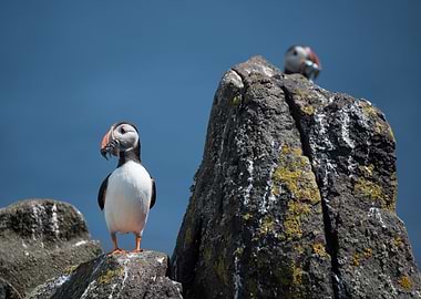 Puffin with Fish on Rocky Outcrop