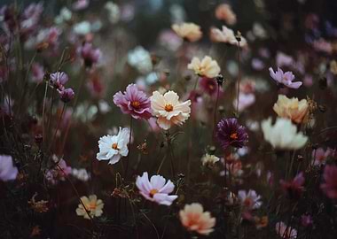 Field of Colorful Cosmos Flowers