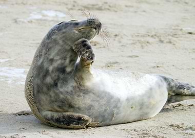 Seal scratching on the beach
