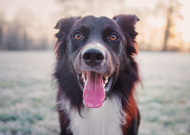 Happy Dog Portrait