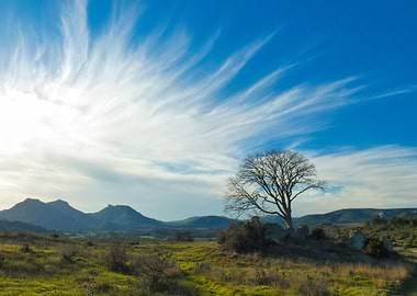 Photography of Landscape with tree and cloudy sky in the Alpilles in Provence in France