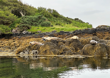 Seals resting on seaweed covered rocks