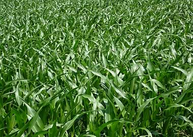 Lush Green Cornfield Landscape
