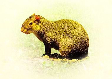 Agouti rodent portrait in nature