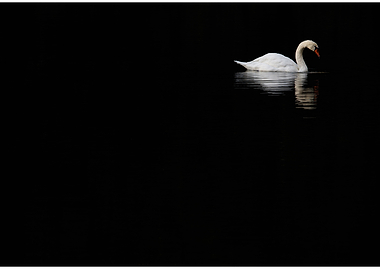 White Swan on Dark Water