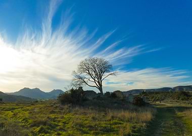 Photography of Lone Tree Landscape with Blue Sky in the Alpilles in Provence in France