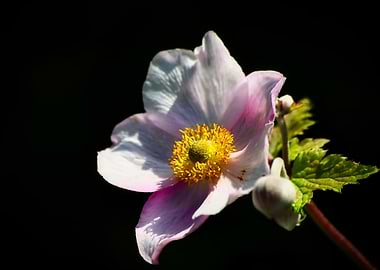 Pale Pink Flower on Black Background