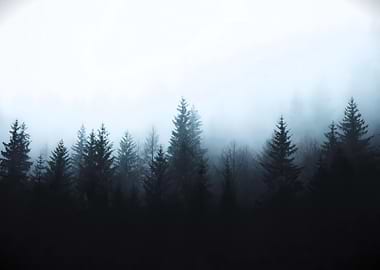 Misty Forest Landscape