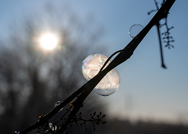 Frozen Bubbles on a Branch