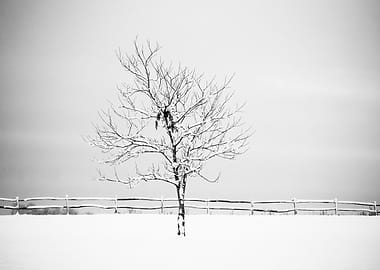 Winter Tree in Snow, Winter Portrait Black and White