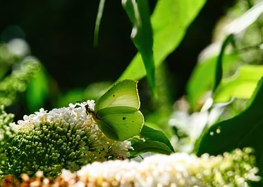 Brimstone Butterfly on Flower Spike