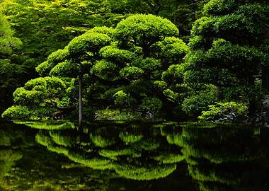 Japanese Garden Reflection
