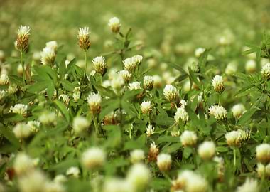 Field of White Clover Flowers