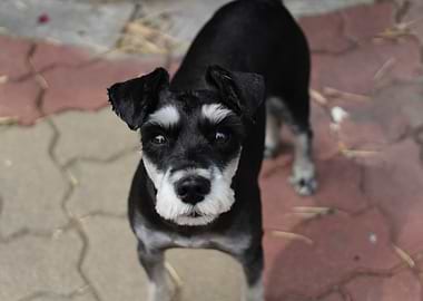 Miniature Schnauzer Looking Upward