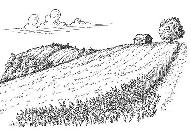 Rural Landscape Ink Drawing