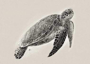 Sea Turtle Pencil Drawing