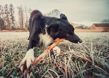 Dog with Stick in Winter Field