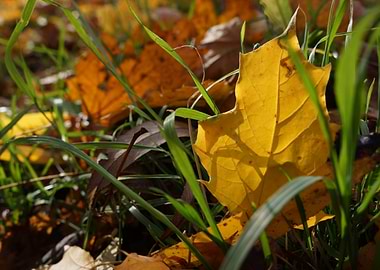 Fallen leaves in the sunlight