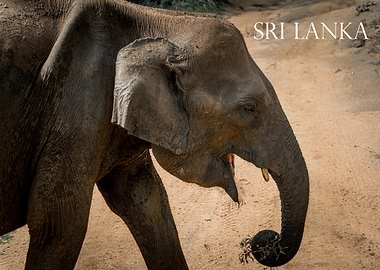 Elephant in Sri Lanka