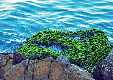 Mossy Rocks by the Sea