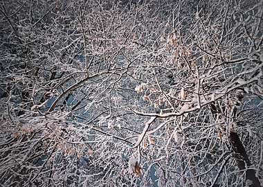 Snow-covered tree branches against night sky