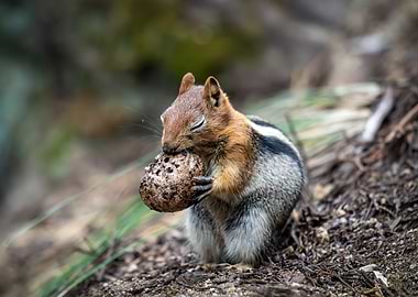 Squirrel with a Large Seed