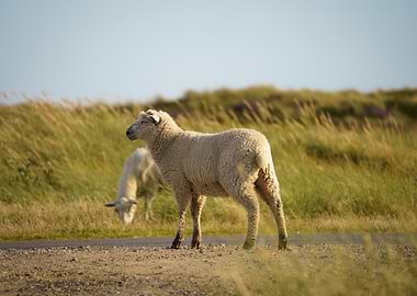 Sheep on a street in the dunes of Sylt, Germany in the sunset