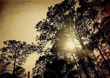 Sunlight Through Trees Vintage Style