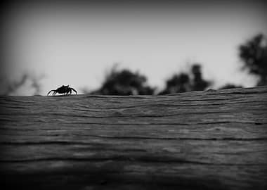 Crab on Wood in Black and White