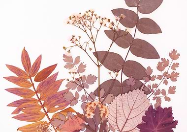 Pressed Floral Arrangement on White Background