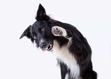 Happy Border Collie Waving Paw