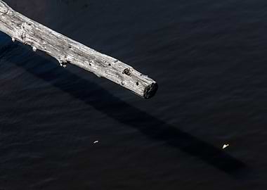 Driftwood Over Dark Water