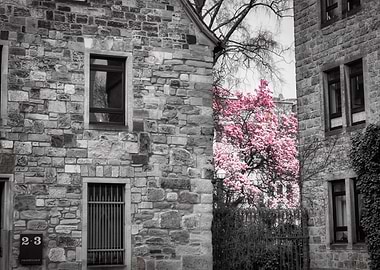 Stone buildings with pink flowering tree