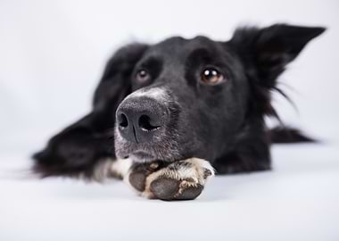 Resting Black and White Border Collie
