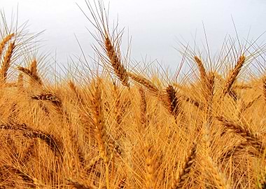 Golden Wheat Field