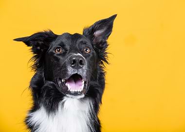 Surprised Border Collie on Yellow Background
